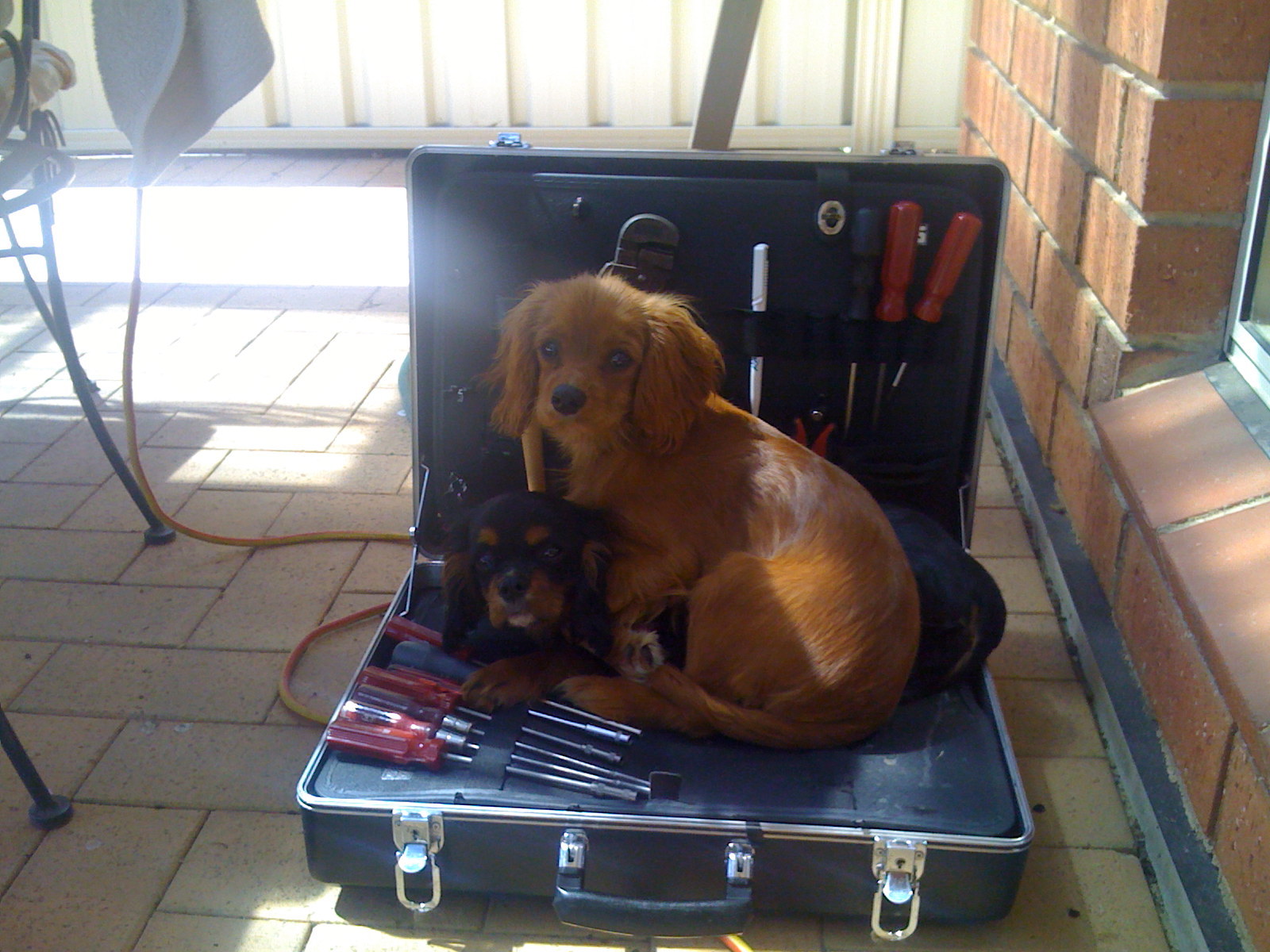 Pups in toolbox